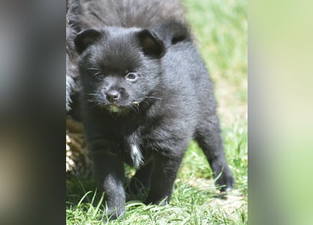Zwergspitz-Yorkshire Terrier Mix Welpen zu verk.