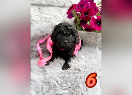 Wunderschöne Cockapoo/Cockerpoo Welpen