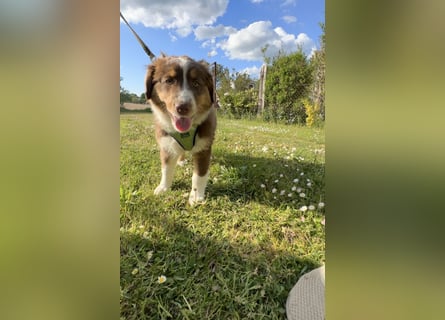 Australian Shepherd Welpen braun/redtri (Minimix/Reinrassig)+ Gesundheitszeugnis