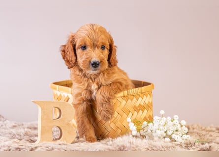 GoldenDoodle - medium mit welligem - lockigem Fell