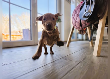 Magyar Vizsla Welpen reinrassig