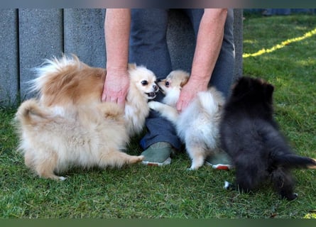 Zwergspitz Pomeranian Welpen Bärchengesichter mit Ahnentafel
