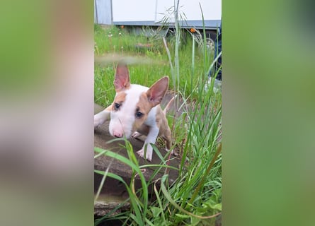 Mini bullterrier - Australian shepherd mix welpen