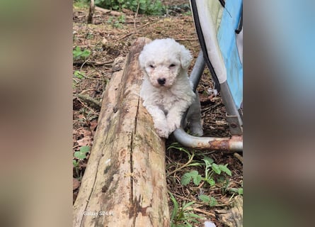 Spanische Wasserhund Welpen reinrassig