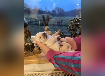Golden Retriever Welpen aus excellenter Verpaarung