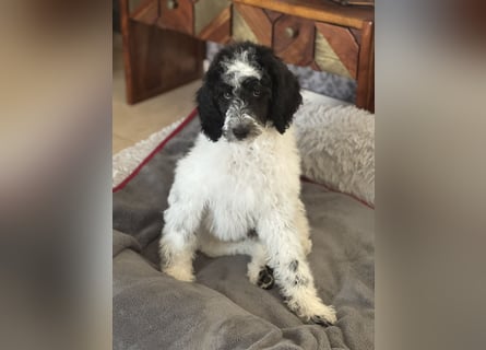 Bezaubernde Königspudel Welpen, Großpudel, Harlekin, Pudel, Videos