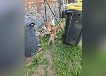 Shiba inu Welpen.   vom Haus Joe   ,Liebhaberzucht