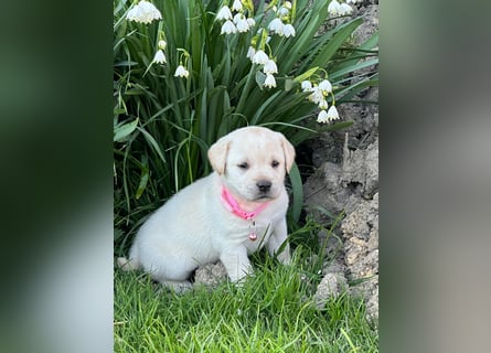 Labrador-Welpe mit Ahnentafel