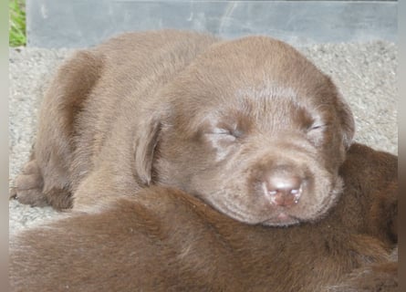 Labrador - Welpen