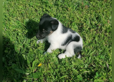 Foxterrier 