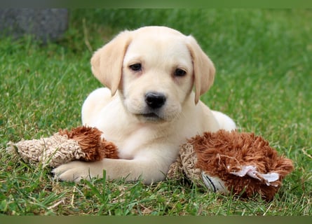 Labrador Welpen reinrassig mit Ahnentafel dürfen ab dem 25.08.25 ins neue Heim