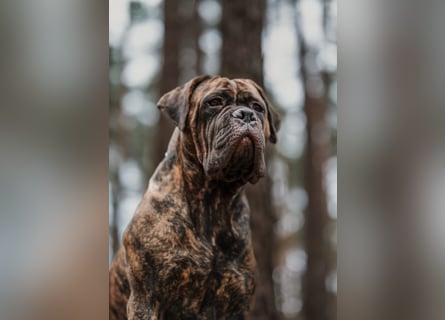 Wir erwarten Cane Corso Italiano Welpen