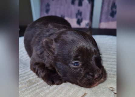 Bezaubernde Welpen aus Bolonka Zwetna und Pomeranian (Zwergspitz)