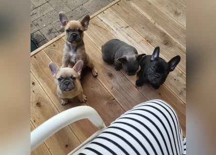 Schmusehund sucht neues liebevolles Zuhause