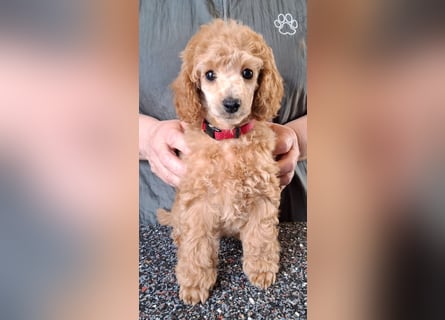 Zuckersüsser Kleinpudel Welpe - Hündin fawn/apricot