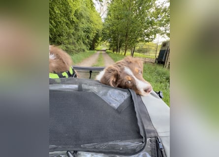 Australian Shepherd Welpen braun/redtri (Minimix/Reinrassig)+ Gesundheitszeugnis
