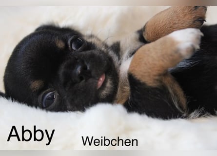 Chihuahua Welpe Black an Tan kurzhaar