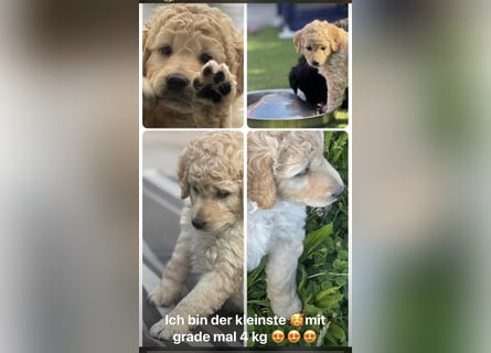 Labradoodle