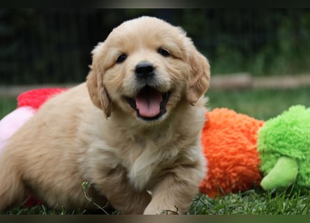 Golden Retriever Welpen vom Thüringer Wald