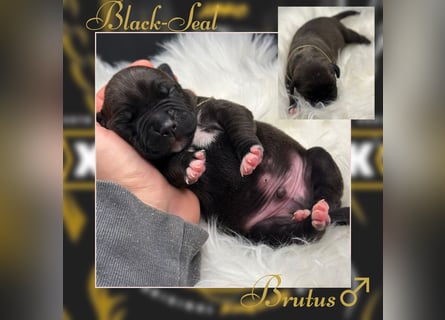 Kingzbullys Classic Edition/American Bully Classic