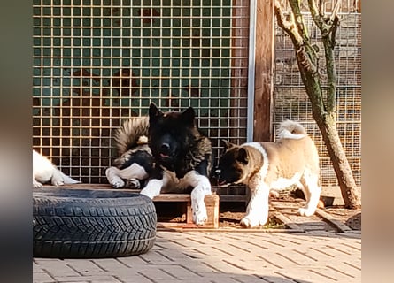 1 reinrassige American Akita Hündin