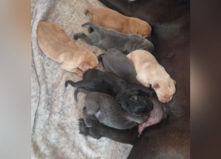 Labradorwelpen