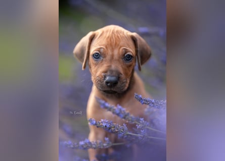 Rhodesian Ridgeback Welpen mit FCI-Ahnentafel