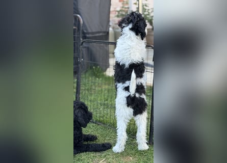Bezaubernde Königspudel Welpen, Großpudel, Harlekin, Pudel, Videos