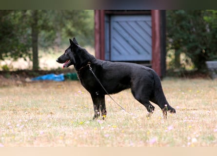 Dunkelgraue Schäferhunde aus Kör-u.Leistungzucht