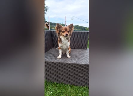 Reinrassige Langhaar - Chihuahua - Welpen abzugeben, sehr verspielt und verkuschelt!