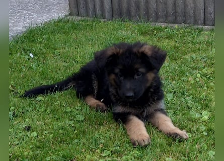 Schäferhund-Welpen 1 Rüde, 8 Hündinnen zu verkaufen