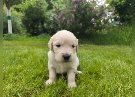 Golden Retriever Welpen