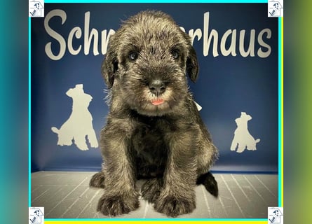 Mittelschnauzer Welpen (nicht haarend) Rüde