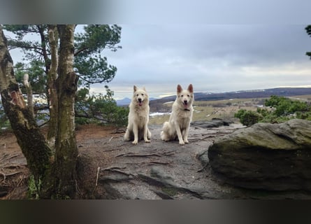 Welpen Weiße Schweizer Schäferhunde