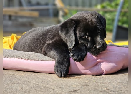 Edle Labrador Welpen mit Ahnentafel, Nachkommen von Champions