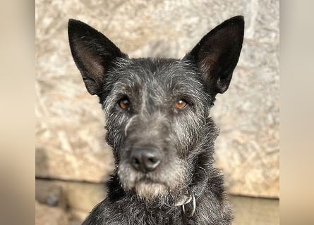 ❤️ außergewöhnliche Schönheit KORMA - 9,5 Jahre, 46cm/20kg - SchnauzerMix
