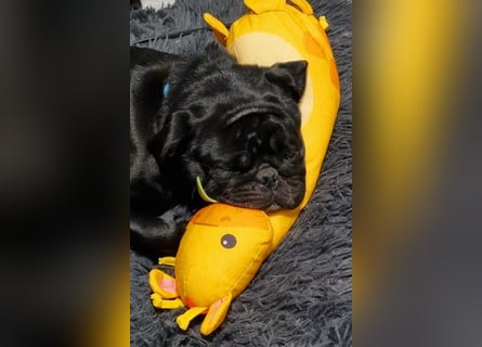 Deckrüde!!! Balloo sucht Ihre Hündin. Deckrüde!!!