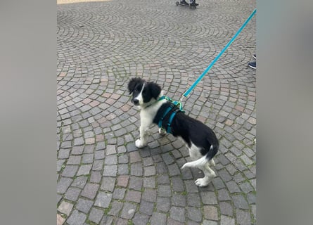 Loki – kleiner Abenteurer mit großem Herz sucht sein Für-Immer-Zuhause