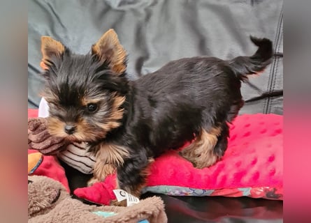 Yorkshire-Terrier Welpen sofort abgabebereit