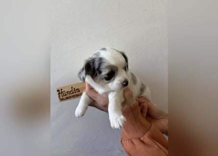 Chihuahua Langhaar Welpen ab Mitte Mai abzugeben