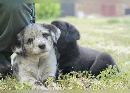 Aussiedor ( Australian Shepherd x Labrador) Welpen suchen neues Zuhause