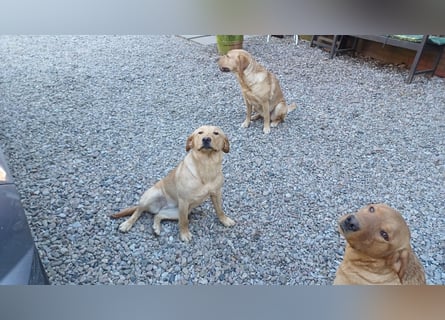Labrador Welpen foxred, aus der Arbeitslinie