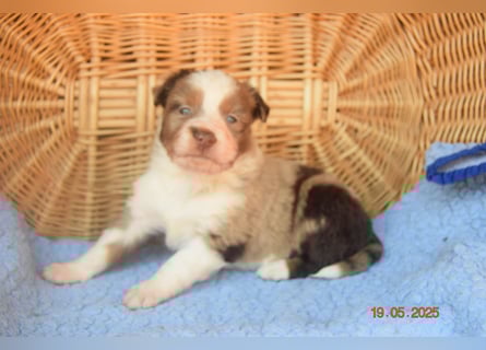 Traumhafte Mini Aussie Welpen, aus seriös. Zucht!