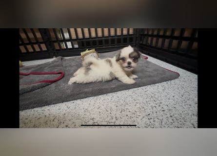 Maltipoo - Welpen - Rüden und Hündin