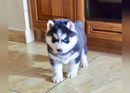 FCI Pedigree Blue Eyed Black & White Siberian Husky Champion Puppy