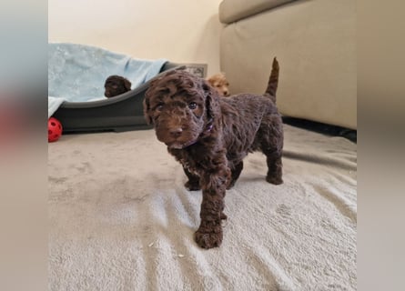 Lagotto Romagnolo ULTIMO CUCCIOLO