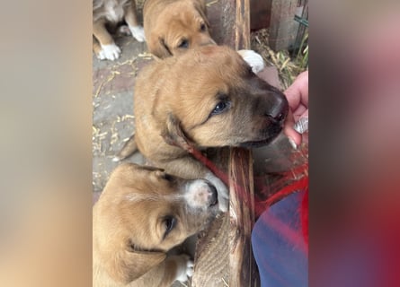 Labrador x Rhodesien Ridgeback Welpen