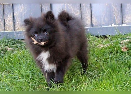Zwergspitz Pomeranian Welpen Bärchengesichter mit Ahnentafel