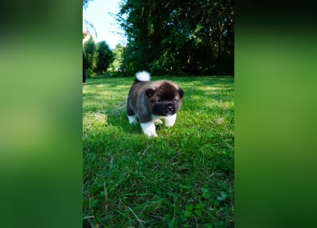 Amerikanische Akita