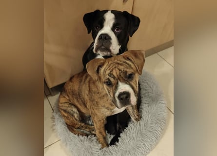 Continental Bulldog Hündin